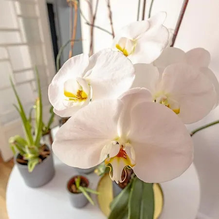 First Bucur 21 * 부쿠레슈티