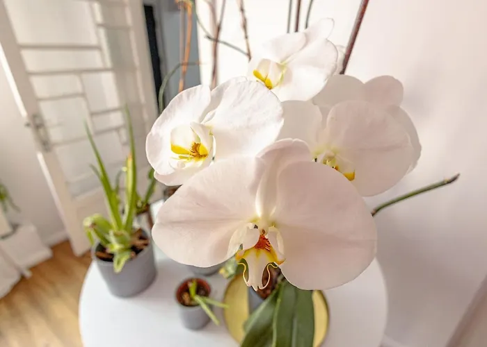 First Bucur 21 * Bucharest