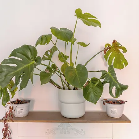 First Bucur 21 Hostel Bucharest