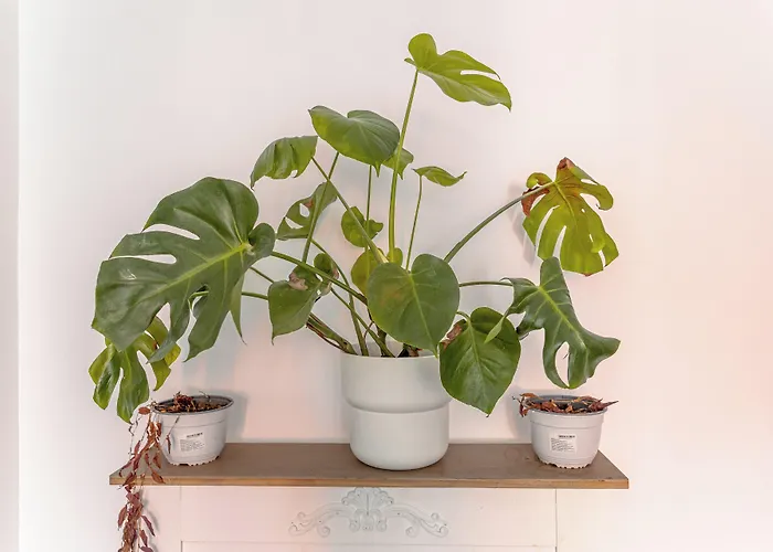 First Bucur 21 אכסניה בוקרשט